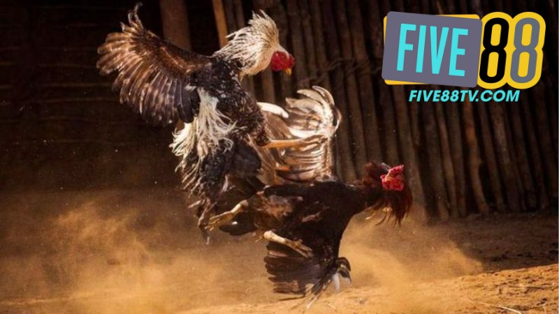 Đá Gà Five88 